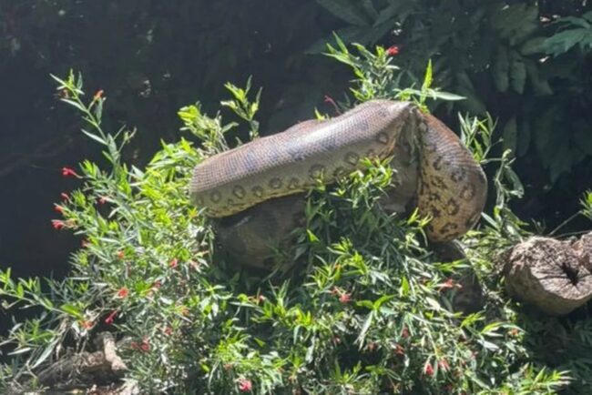 imagem colorida de sucuri flagrada durante treino de canoagem em Bonito (MS)