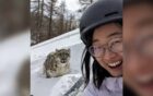 Turista atacada por leopardo-das-neves na China