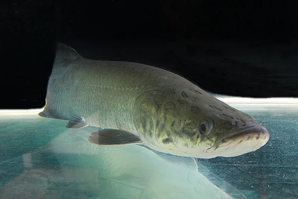 Pirarucu do Lago Paranoá poderá ser servido em creches e hospitais do DF - destaque galeria Pirarucu do Lago Paranoá poderá ser servido em creches e hospitais do DF - destaque galeria