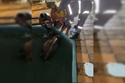 Vaca cai na piscina e é resgatada em Goiás Vaca cai na piscina e é resgatada em Goiás