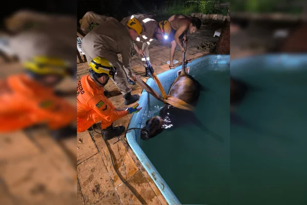 Resgate inusitado: vaca cai em piscina e é resgatada por bombeiros - destaque galeria Resgate inusitado: vaca cai em piscina e é resgatada por bombeiros - destaque galeria