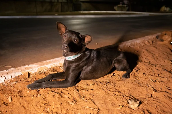 Mais de 2 mil cães comunitários do DF ganham coleira refletiva - destaque galeria