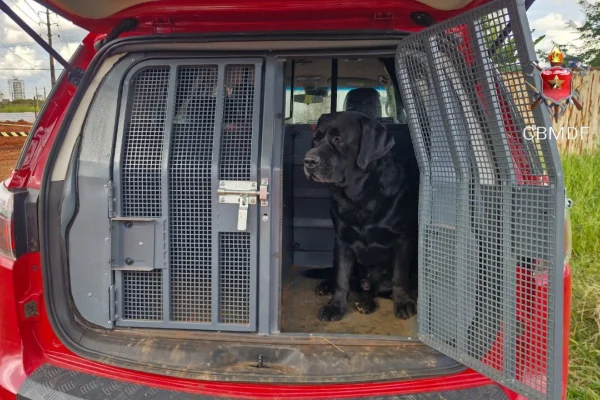 Cão farejador dos bombeiros encontra corpo de idoso desaparecido no DF - destaque galeria