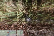 Após "invadir" um supermercado, o saruê, tido como saudável, foi solto no Parque Ecológico Ezequias Heringer, localizado no Guará II