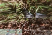 A recomendação ao encontrar um animal silvestre em área urbana é não tentar capturá-lo por conta própria e acionar imediatamente a Polícia Militar Ambiental por meio do telefone 190