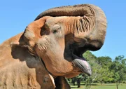 Elefante brincou na festa que ganhou de aniversário
