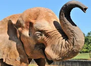 Animal completou 34 anos em 20 de abril