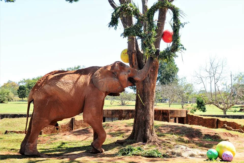 O elefante Chocolate faz parte da lista de animais resgatados