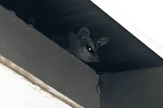 Outros animais já tinham sido encontrados no forro da unidade 